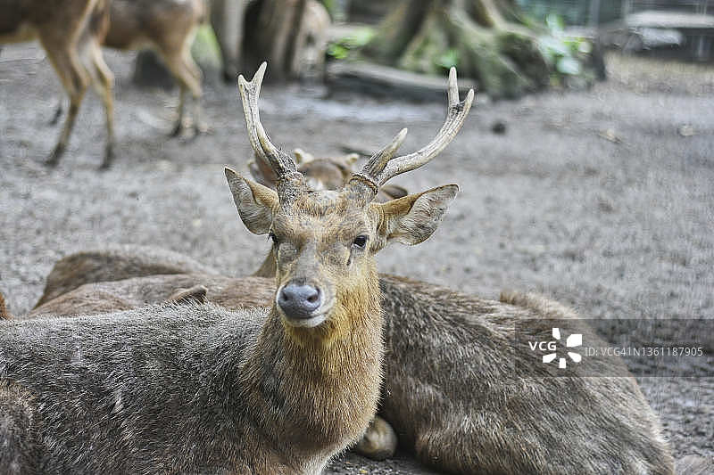 爪哇鹿或巽他鹿(rusa timrensis)是一种原产于印度尼西亚和东帝汶的鹿。图片素材