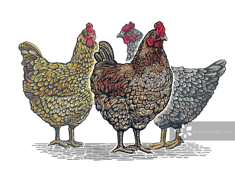 一组三只鸡，图形风格。图片素材