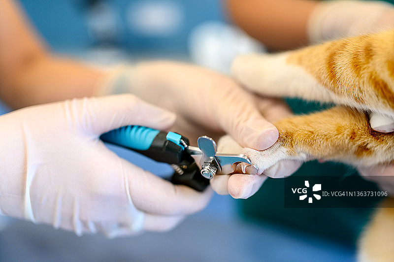 兽医剪猫爪。图片素材