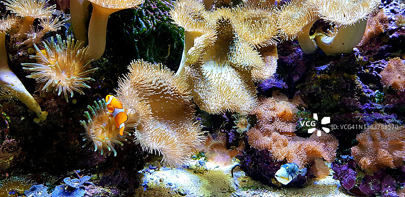 有热带鱼的珊瑚礁水族馆图片素材