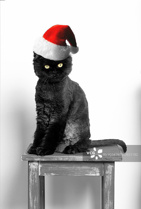 戴圣诞帽的黑猫图片素材