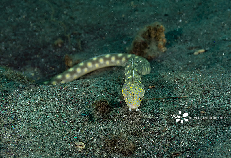 Sharptail鳗鱼。图片素材