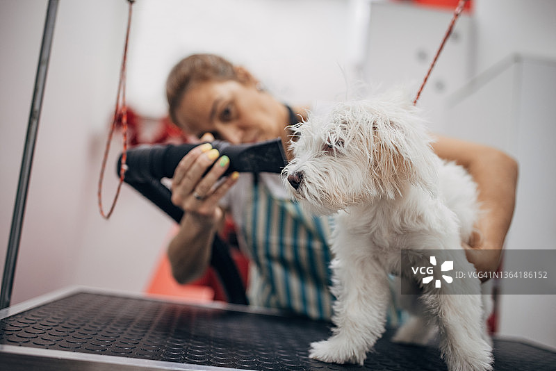 女工作人员在宠物美容沙龙为马耳他狗洗澡后烘干图片素材