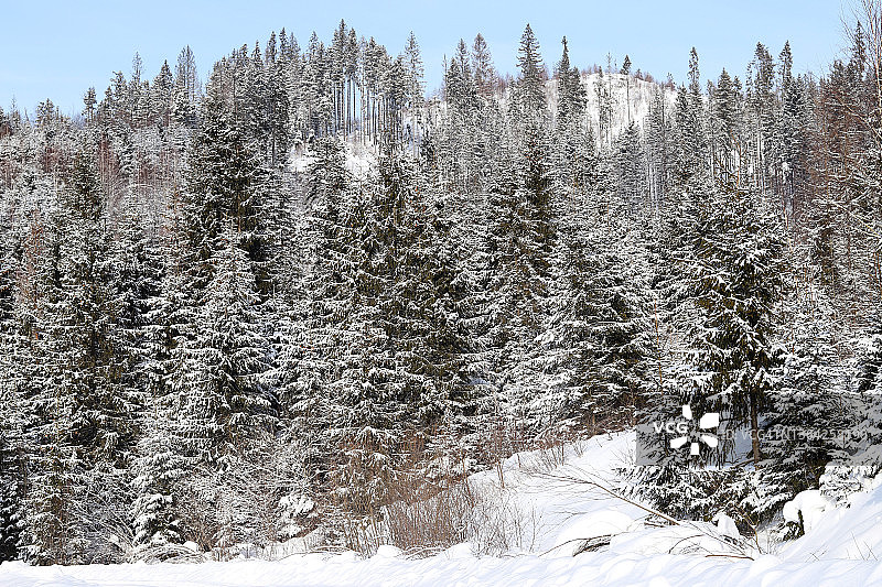 冬天的美丽风景。在一个阳光明媚的冬日里，云杉树在一片雪原的森林里图片素材