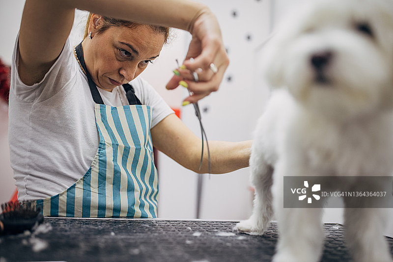 宠物美容沙龙的女工作人员用剪刀剪小马耳他犬的头发图片素材