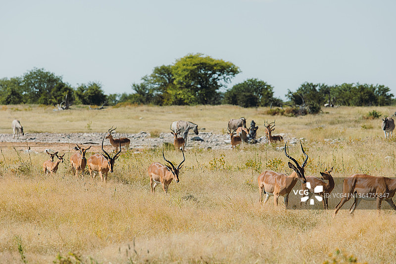 一群行走在纳米比亚埃托沙国家公园大草原上的野生动物图片素材