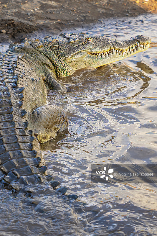 哥斯达黎加Tarcoles河岸边的美洲鳄鱼图片素材
