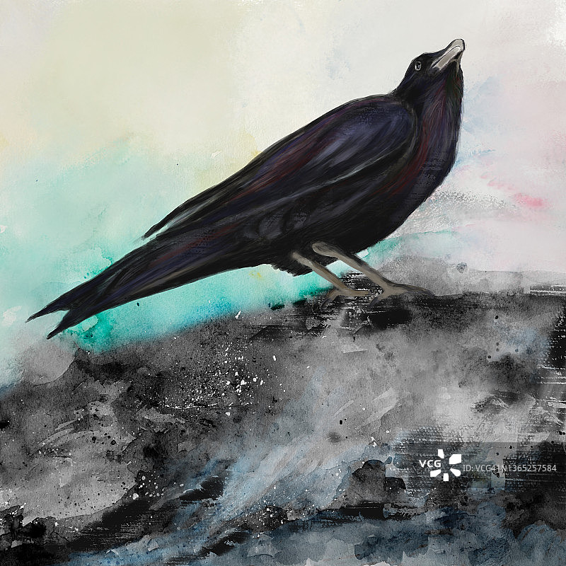 乌鸦绘画。混合媒体。黑鸟。图片素材