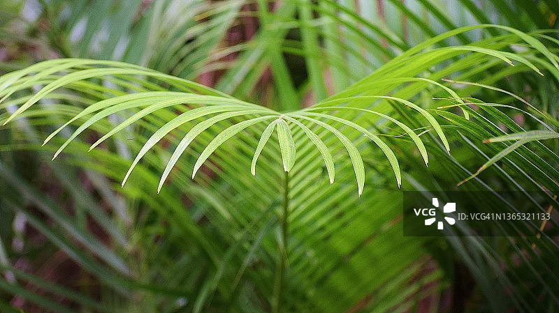 正面的棕榈植物大叶片，创造一个惊人的自然模式。棕榈科家庭。图片素材