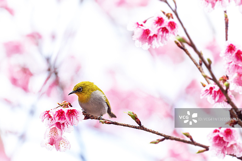 在泰国清迈省Doi Ang Khang，一只小鸟在樱花树上吃花蜜，樱花盛开着美丽的花朵图片素材