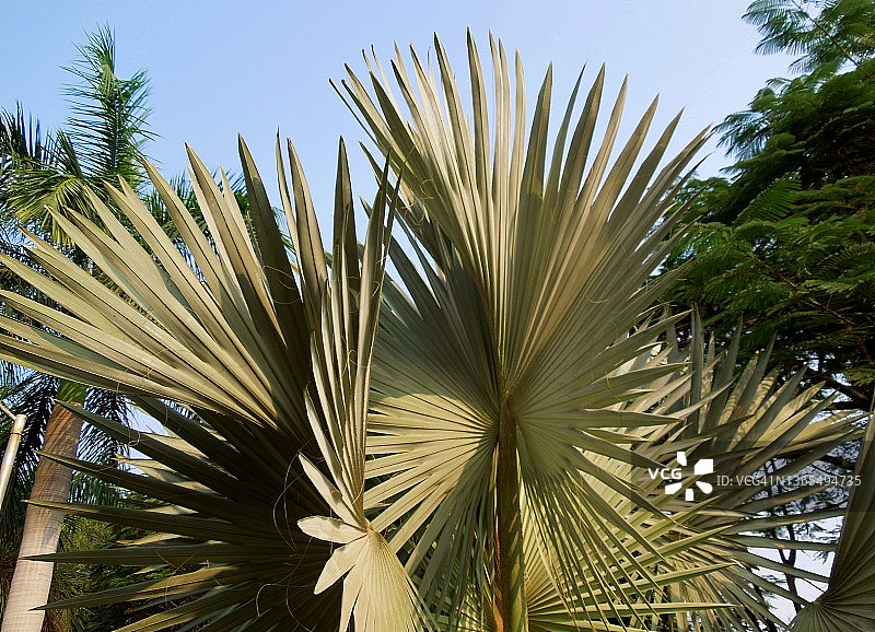 雄伟的俾斯麦棕榈树，展现出它雄伟的气势。Bismarckia nobilis。棕榈科家庭。图片素材