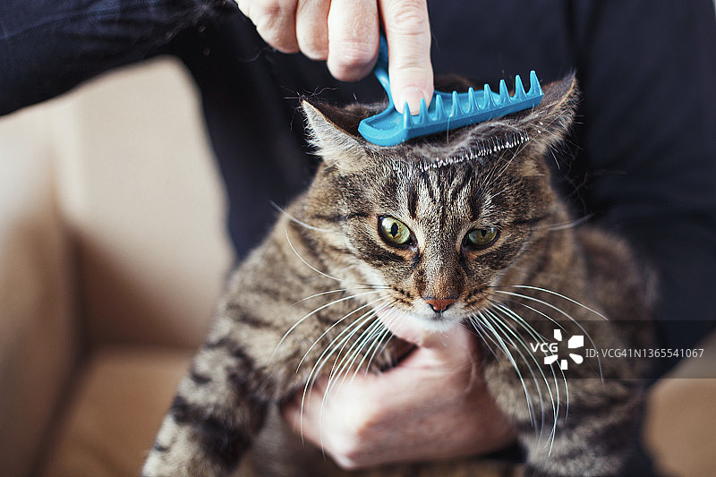 一名男子用刷子给他的灰宠物猫梳理皮毛图片素材