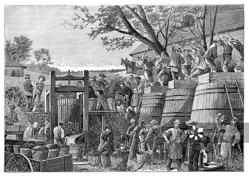 1880年，美国加州纳帕谷的酿酒活动图片素材