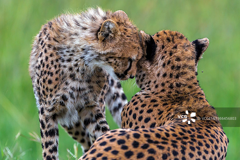 猎豹幼崽对母亲的爱图片素材