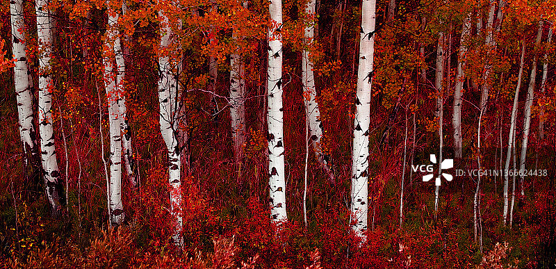 秋天的白杨与色彩葱郁的森林桦树图片素材