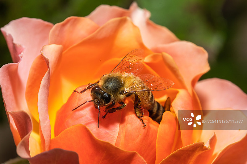 欧洲蜜蜂在花上的蜜蜂图片素材