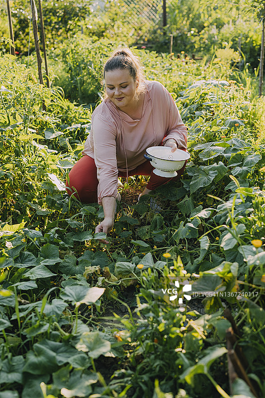 一个快乐的白人女园丁在她的花园里采摘有机蔬菜图片素材