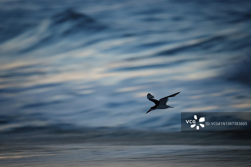 美丽的轮廓在模糊运动的黑色撇水器在海洋日出在开普梅，新泽西州图片素材