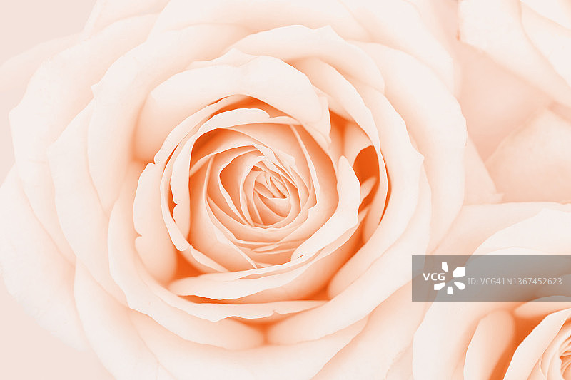 近距离的玫瑰花，精致的宏观花瓣桃色奶油粉彩，自然的花卉背景。鲜嫩盛开的玫瑰。选择焦点花卉卡片，自然花卉设计明信片图片素材