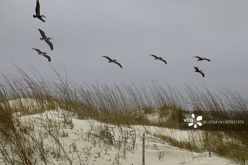 沙丘上的草和一群海鸟图片素材