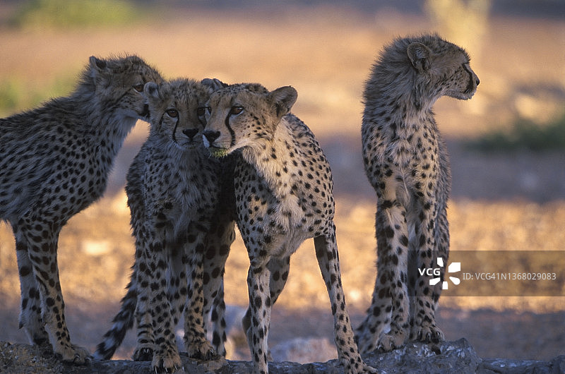 南非喀拉哈里沙漠，带着后代的猎豹图片素材