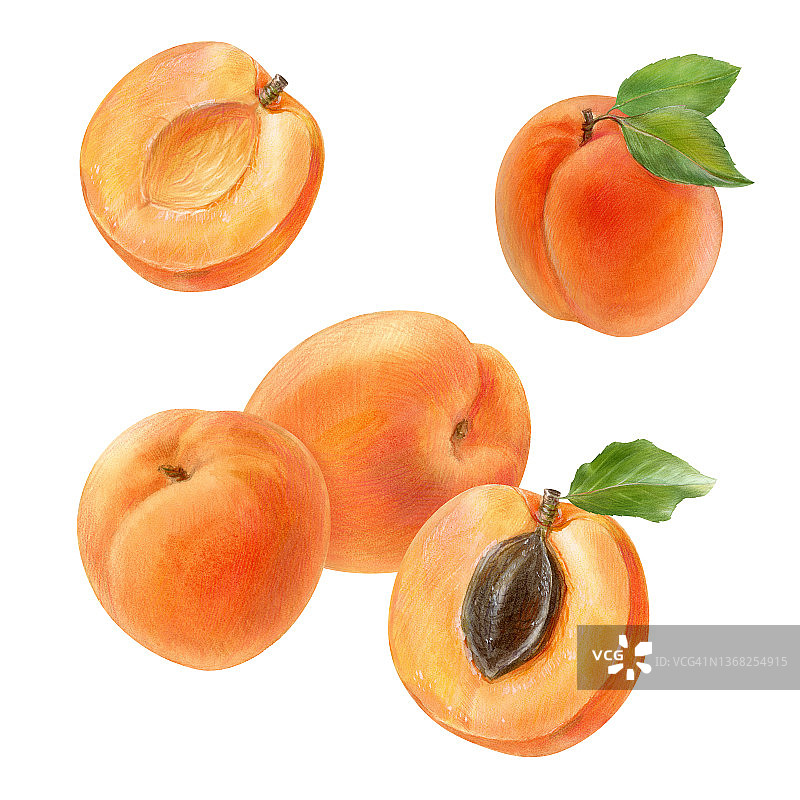 杏子与叶子，水彩插图集图片素材