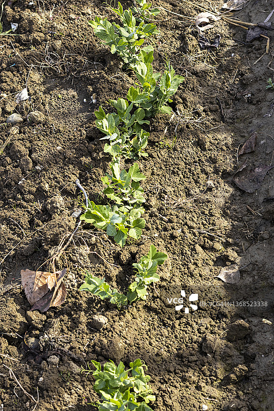 豌豆在早春发芽图片素材