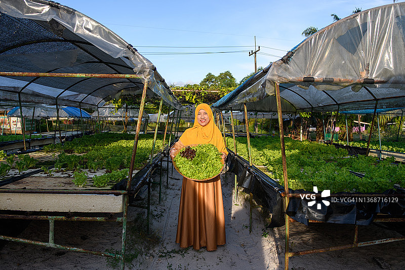 亚洲穆斯林妇女农民与生菜站在水培农场图片素材
