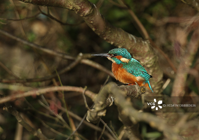 一只狩猎的翠鸟，阿尔塞多栖息在河边的一棵树上。它一直潜入水中捕鱼。图片素材