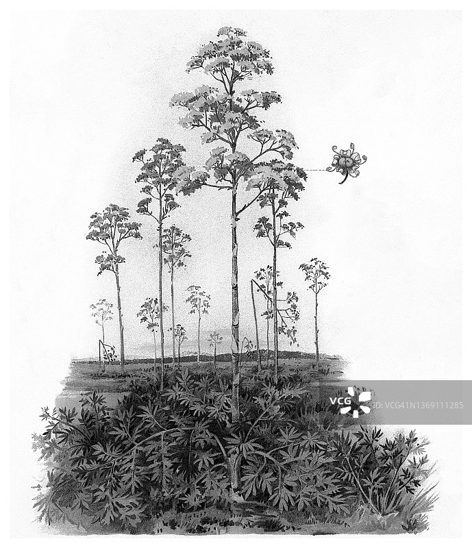 古老的植物学雕刻插图，草原植物-麝香根(阿魏，阿魏)图片素材