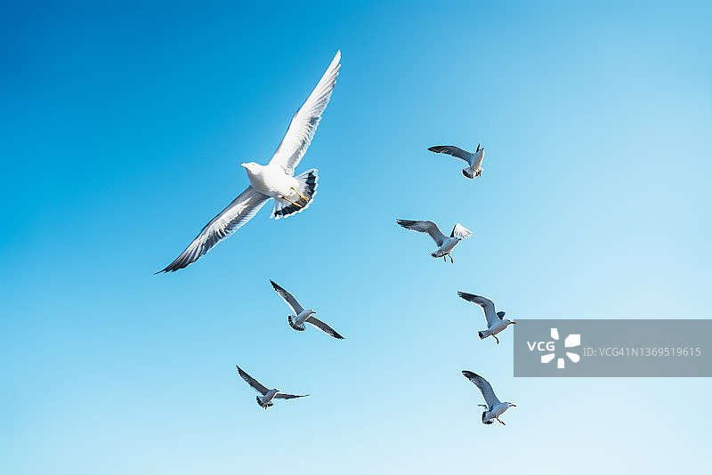 海鸥在天空中飞翔图片素材