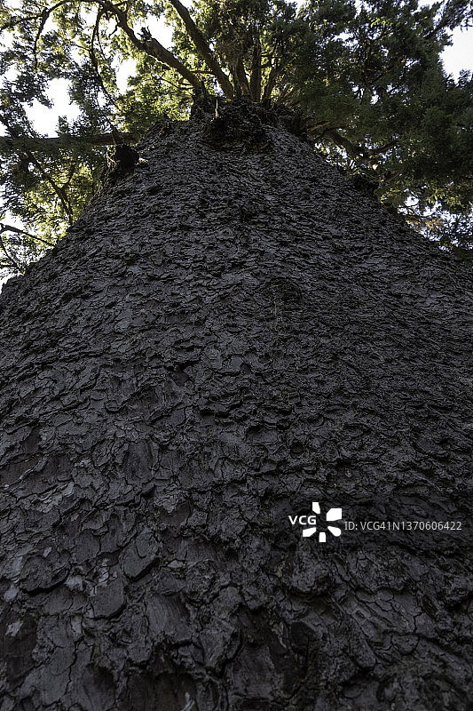 位于热带雨林巨人谷的奎诺巨型锡特卡云杉是地球上最大的树木之一图片素材