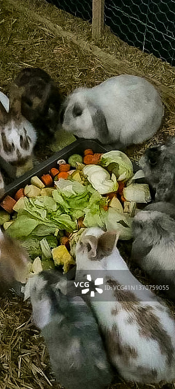 动物——吃的兔子图片素材