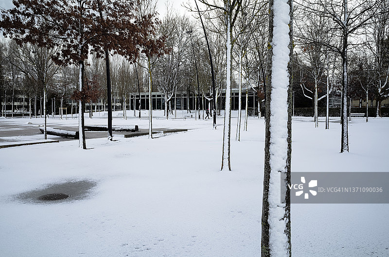 贝尔湖边的一棵雪树图片素材