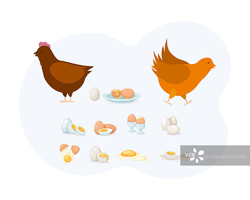 天然家禽蛋白食品元素集。公鸡、鸡、熟鸡蛋和生鸡蛋图片素材