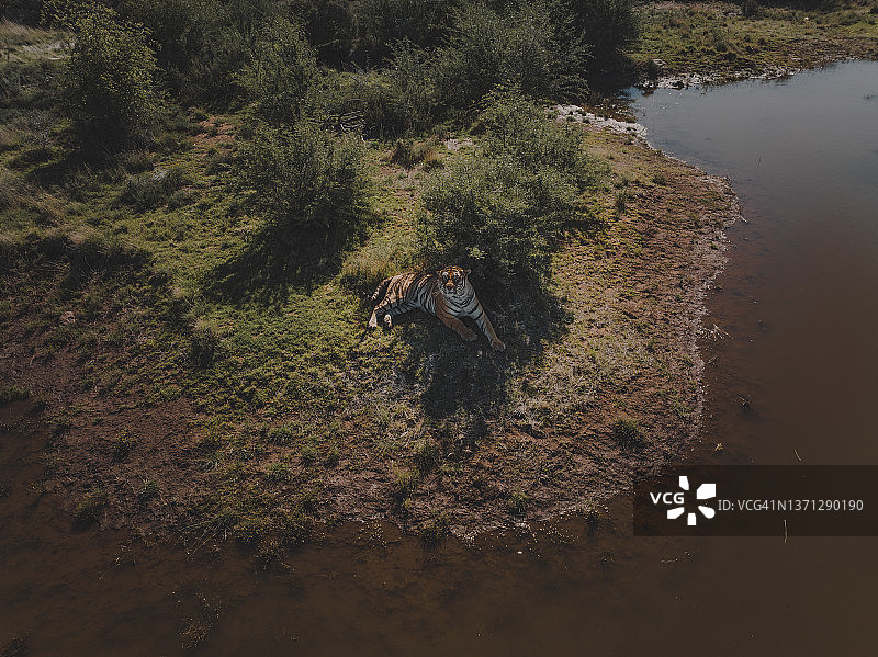 航拍视角显示一只老虎躺在水坑旁边的树荫下，老虎峡谷私人狩猎保护区，自由州，南非图片素材