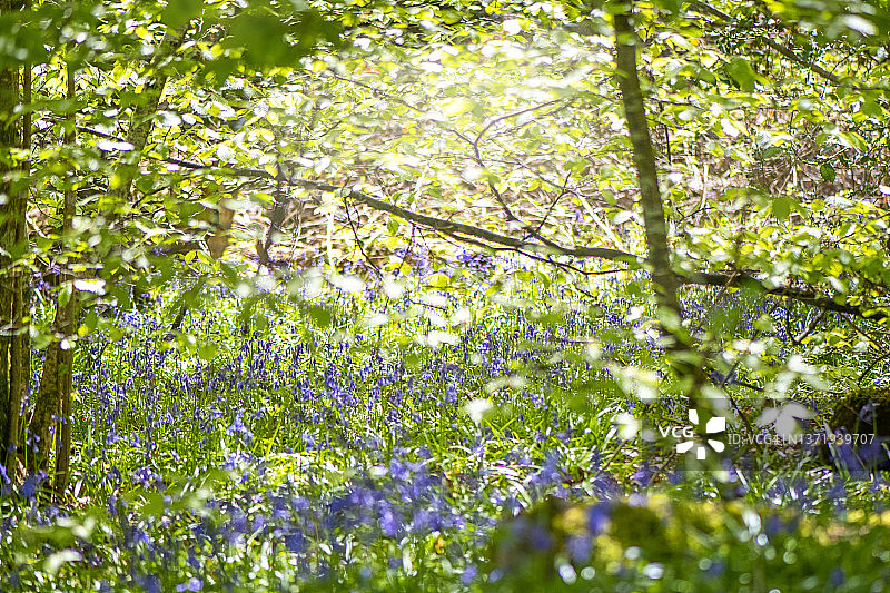 美丽的春天开花的英国风信子花，也称为风信子非scripta图片素材