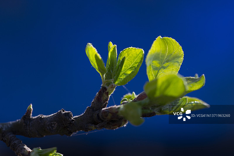 年轻的绿叶在蓝色的背景上。树枝上的叶子。特写镜头。有选择性的重点。春天的概念图片素材