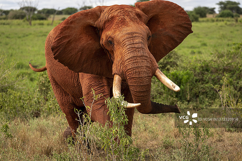 红象，小象，察沃西部国家公园，肯尼亚旅游。图片素材