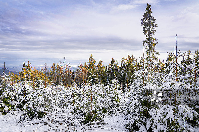 林地冷杉树满雪，在冬日夕阳下。图片素材