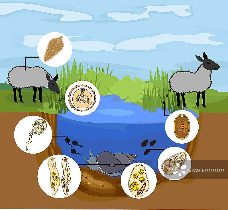 羊肝吸虫与羊、蜗牛和池塘生境的生活史图片素材