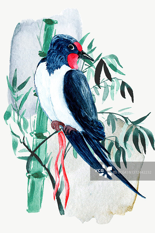 日本鸟类。鹭、吞咽、水彩绘画。海报和明信片。图片素材