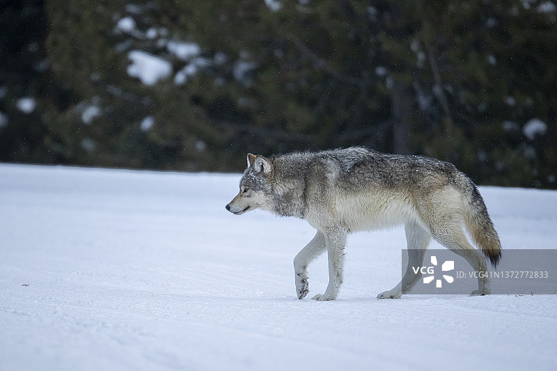 灰太狼走在冬天的雪地里图片素材