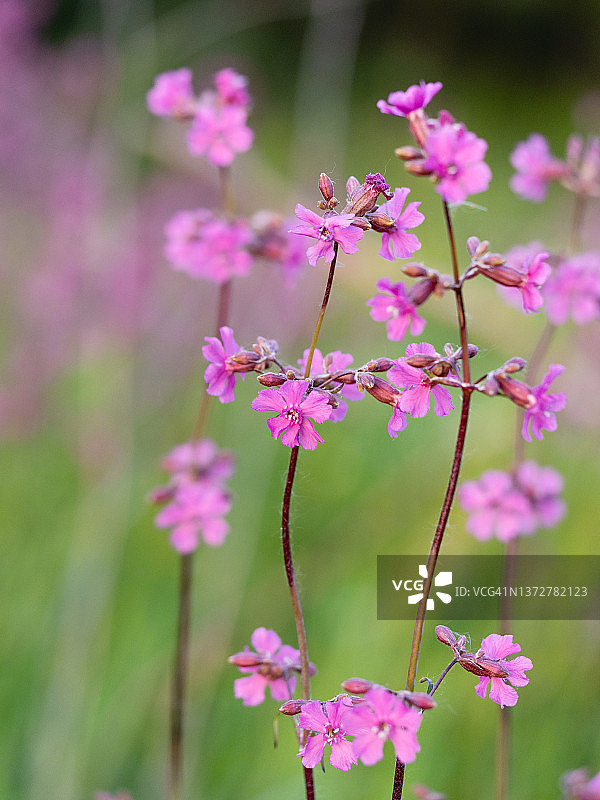 特写生动的粉红色野花对绿色草地背景在夏季的草地图片素材