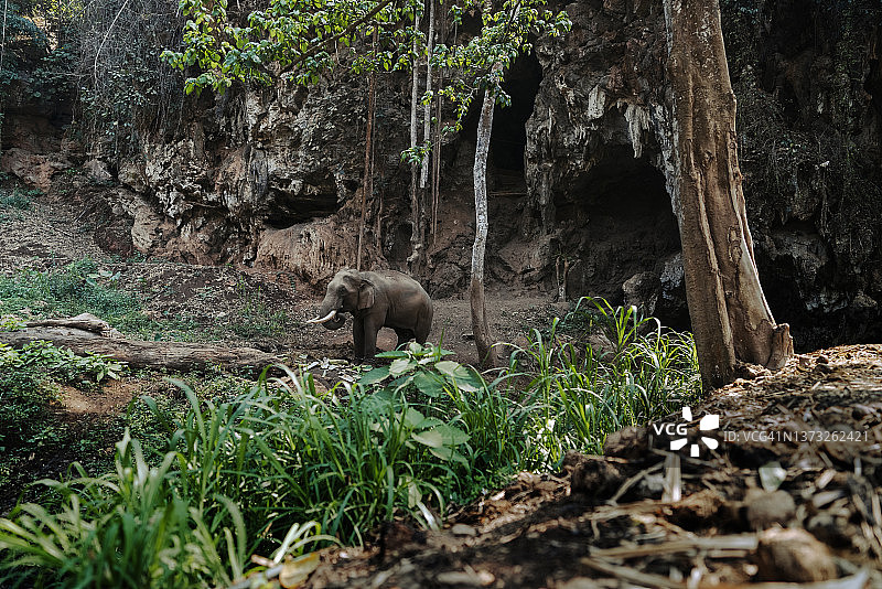 广角大象生活在野生保护在泰国北部图片素材