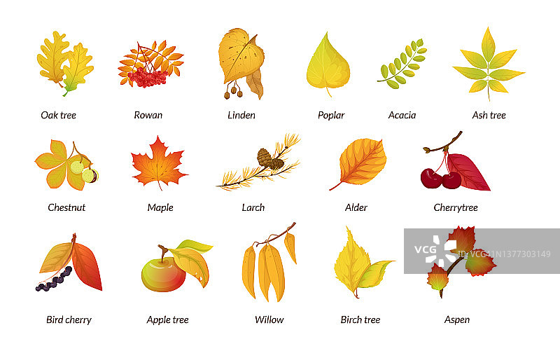 秋季植物集。秋季干燥植物标本馆教育海报名称为橡树、花楸、菩提树图片素材