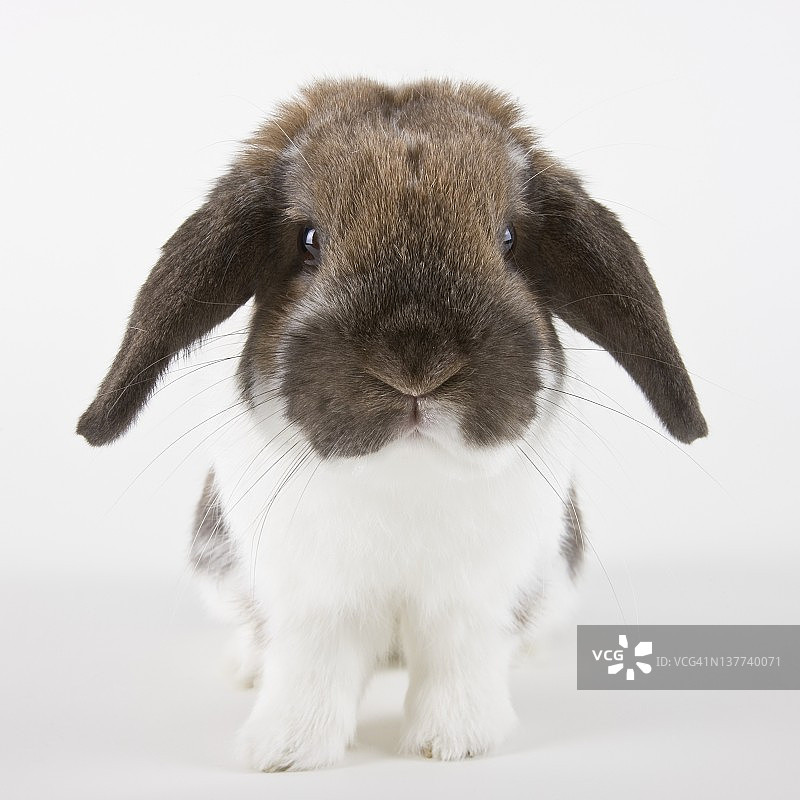 兔的肖像，工作室拍摄图片素材