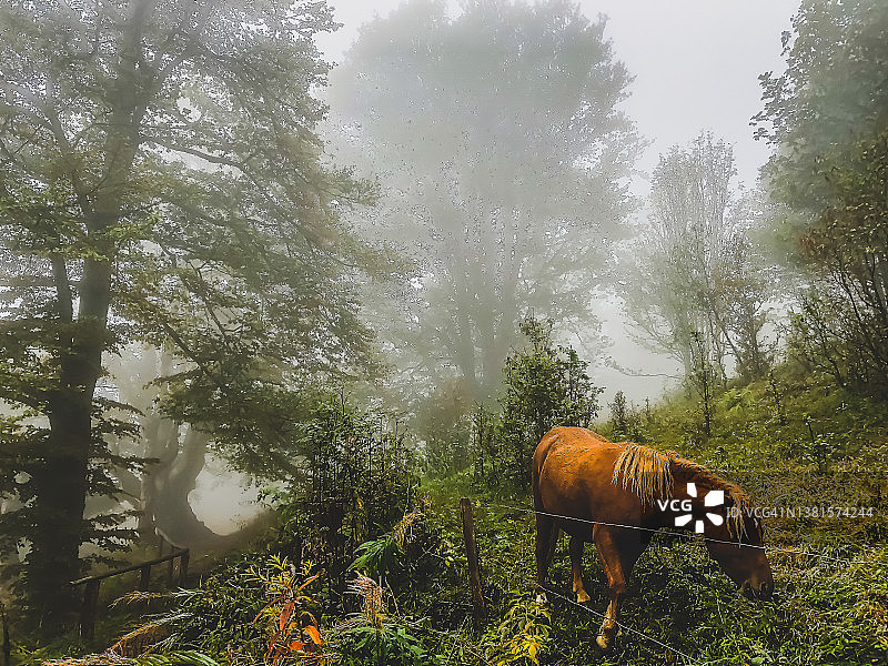 有些马在黑森林里吃东西。图片素材