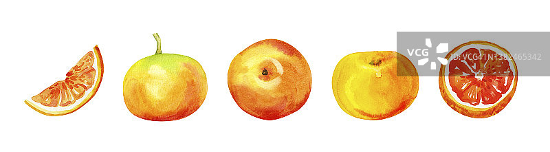 水彩手绘柚子。图片素材