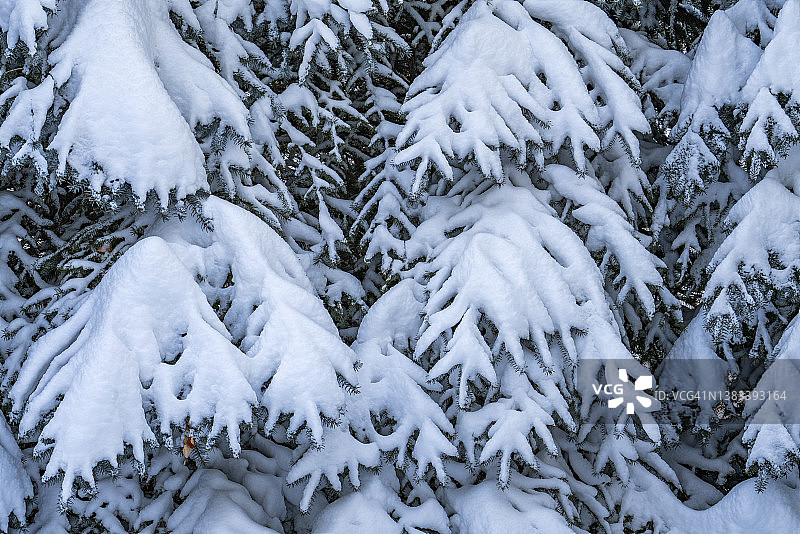 杉树上的新雪图片素材